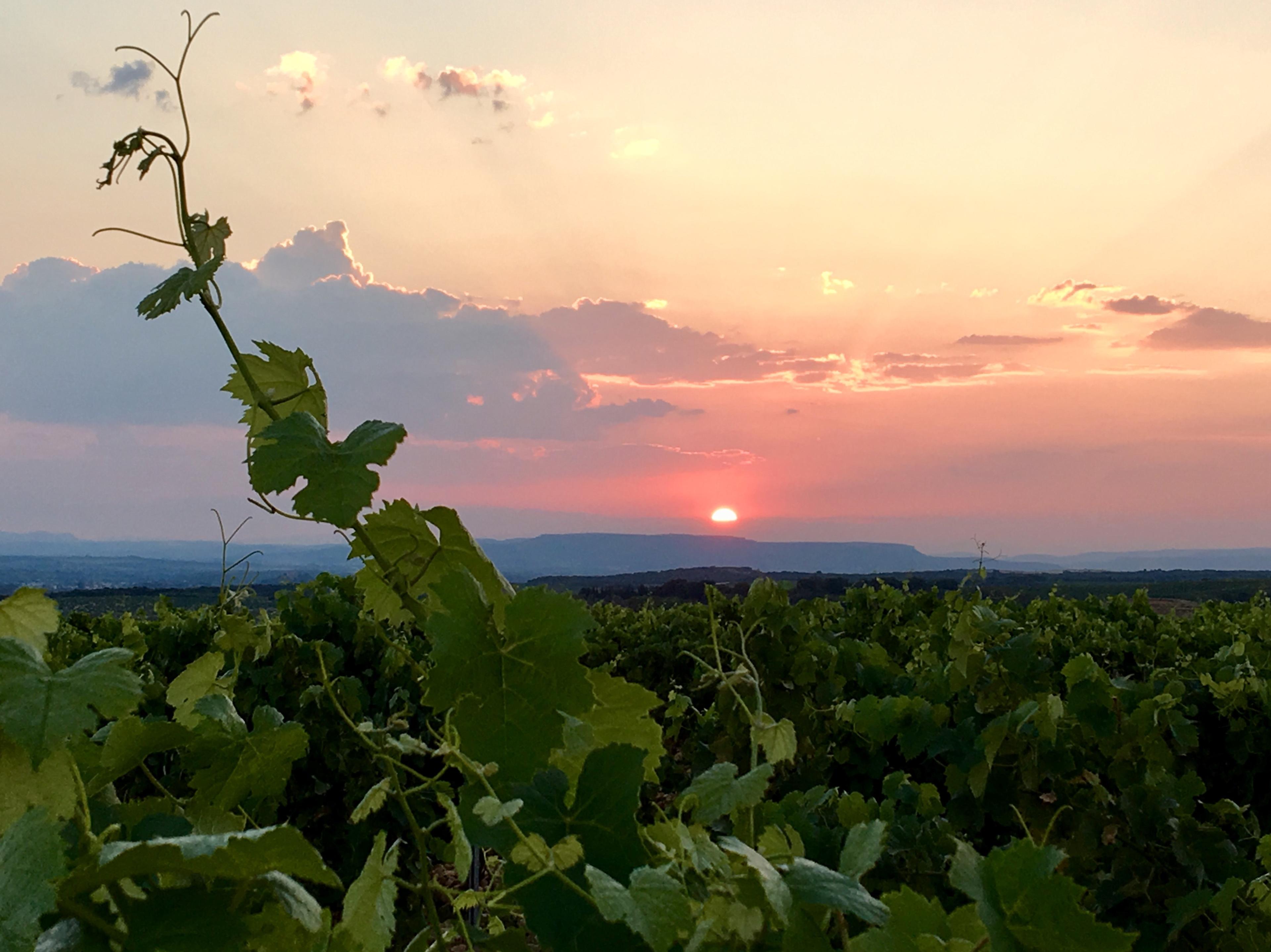 Elverum Vinklubb åpner dørene